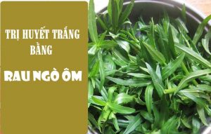 Trị huyết trắng bằng phương pháp dân gian rau ngò ôm
