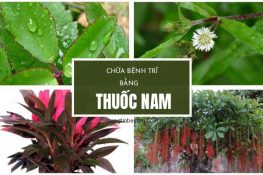 9+ Cách chữa bệnh trĩ bằng thuốc nam hiệu quả nhanh chóng !
