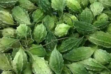 Khổ qua rừng có tác dụng gì , cách sử dụng và tác dụng phụ