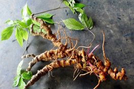 Tác dụng của sâm ngọc linh là gì , giá bao nhiêu , hình ảnh !