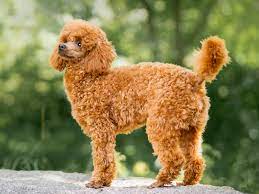 Mini Poodle