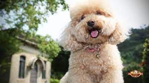 Poodle màu kem