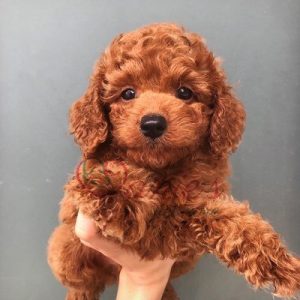 Poodle màu nâu đỏ