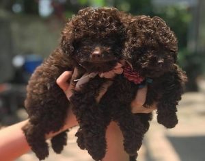 Poodle màu socola