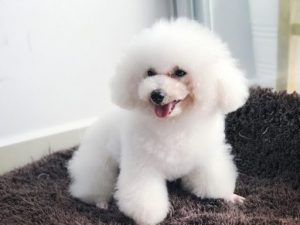 Poodle màu trắng
