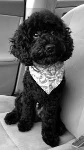 Poodle màu đen