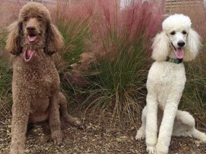 Standard Poodle