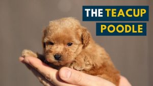 Teacup Poodle