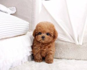 Tiny Poodle