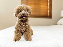 Toy Poodle