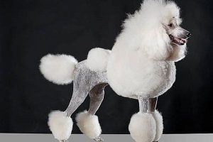 Nguồn gốc của chó Poodle