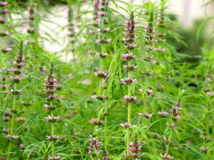 Chữa kinh nguyệt không đều bằng ích mẫu