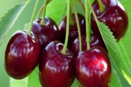 Lợi Ích Bất Ngờ Khi Ăn Quả Anh Đào: Bạn Đã Biết Chưa?