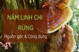 Khám Phá Công Dụng Kỳ Diệu Của Nấm Linh Chi: Bí Quyết Sức Khỏe Từ Thiên Nhiên