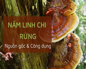 Khám Phá Công Dụng Kỳ Diệu Của Nấm Linh Chi: Bí Quyết Sức Khỏe Từ Thiên Nhiên