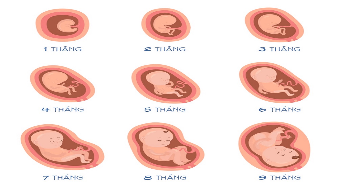 thai-nhi-phat-trien-qua-tung-tuan