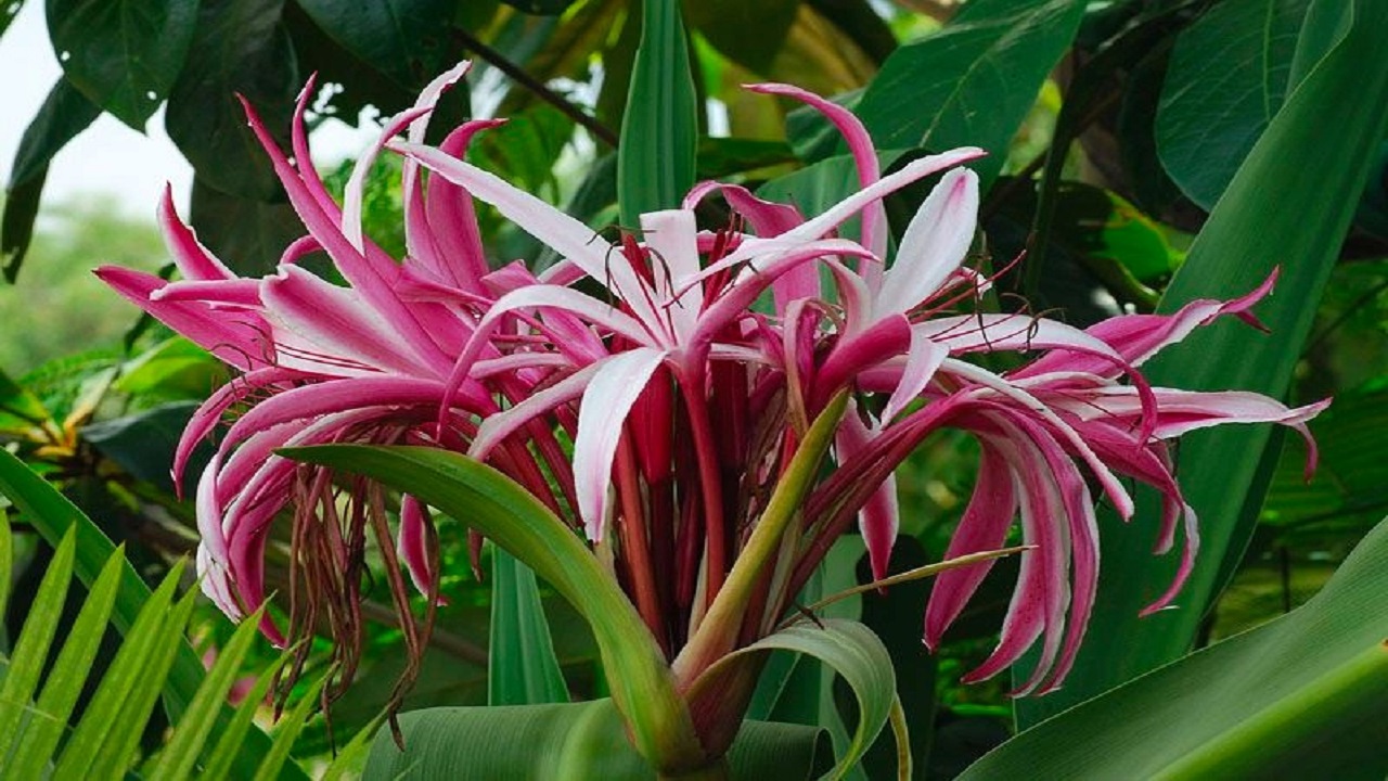 trinh nữ hoàng cung