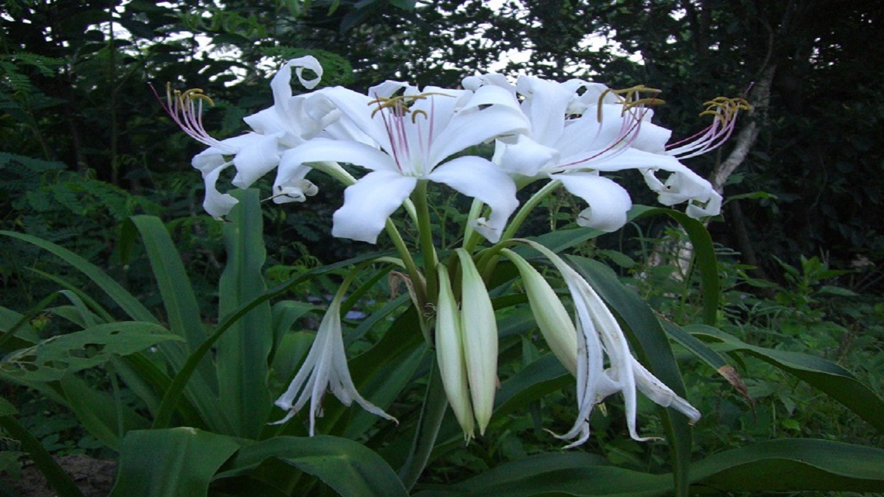 trinh nữ hoàng cung