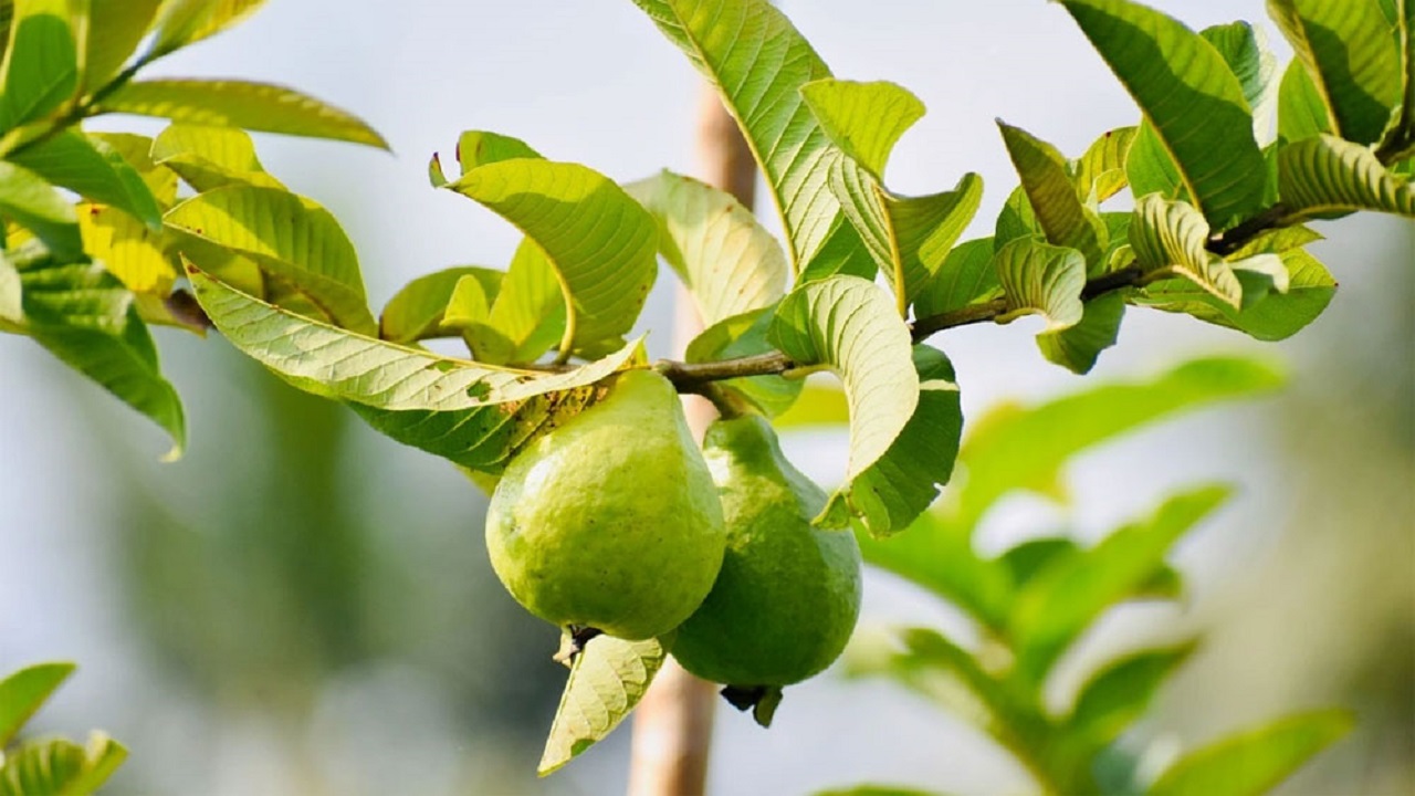 lá ổi có tác dụng gì