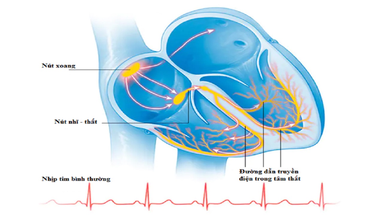 nhịp tim bình thường