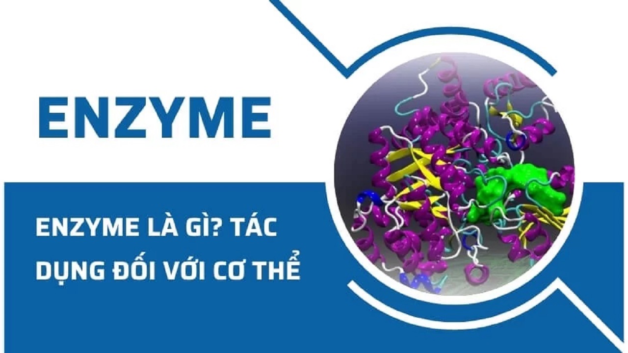 Enzyme là gì