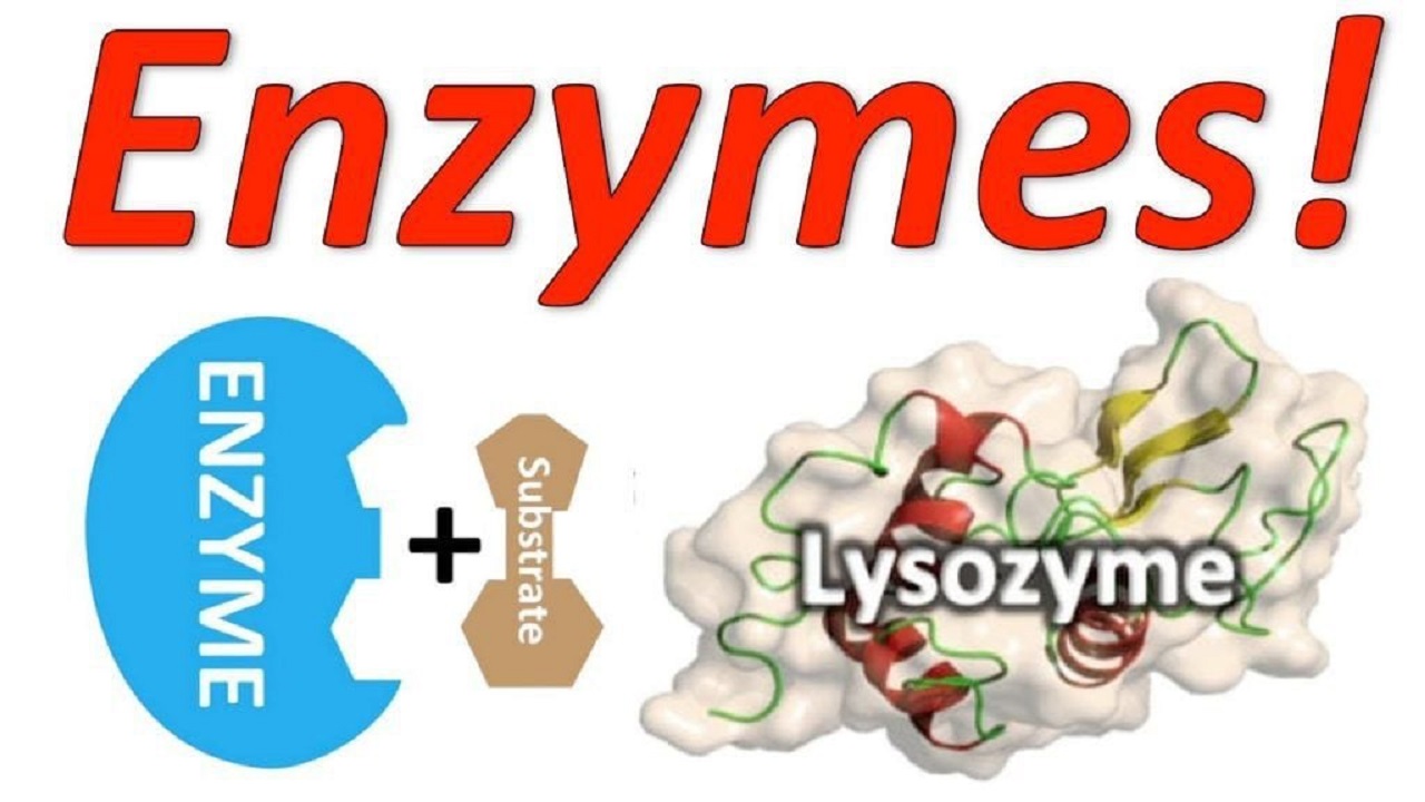 Enzyme là gì