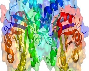 Enzyme là gì? Tìm hiểu cách enzyme hoạt động trong cơ thể