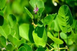 Kim tiền thảo: Vị thuốc quý và những công dụng không thể bỏ qua