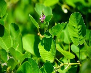 Kim tiền thảo: Vị thuốc quý và những công dụng không thể bỏ qua