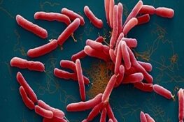 Vi Khuẩn Ăn Thịt Người: Sự Thật và Các Biện Pháp Bảo Vệ