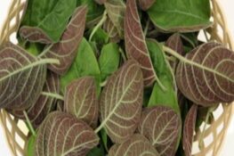 Tác Dụng Tuyệt Vời Của Lá Mơ Lông Đối Với Sức Khỏe – “Thảo Dược Dân Gian” Bị Bỏ Quên