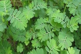 Tác Dụng Của Cây Chó Đẻ (Diệp Hạ Châu) Trong Y Học Cổ Truyền