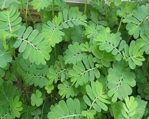 Tác Dụng Của Cây Chó Đẻ (Diệp Hạ Châu) Trong Y Học Cổ Truyền