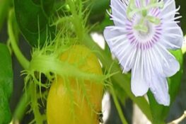 Cây Lạc Tiên: Tác Dụng Thần Kỳ Cho Sức Khỏe Và Tinh Thần