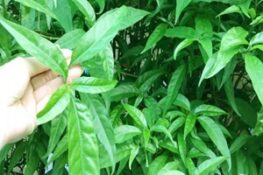 Bật mí 13 công dụng tuyệt vời của cây xương khỉ đối với sức khỏe