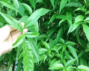 Bật mí 13 công dụng tuyệt vời của cây xương khỉ đối với sức khỏe