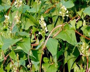 Hà Thủ Ô Đỏ Có Tác Dụng Gì? Công Dụng Và Cách Dùng