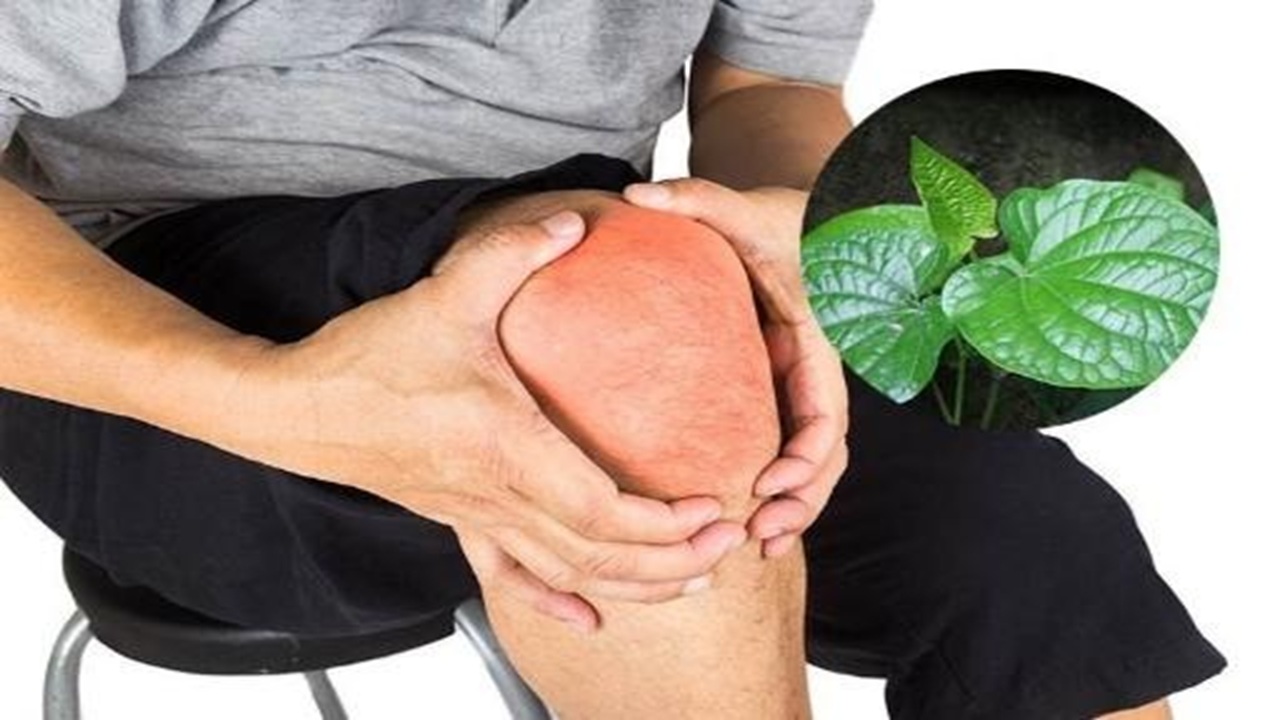 lá lốt có tác dụng gì