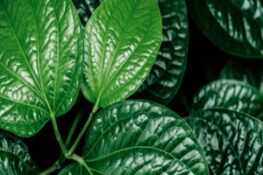 Cây Lá Lốt: Những Công Dụng Tuyệt Vời Cho Sức Khỏe