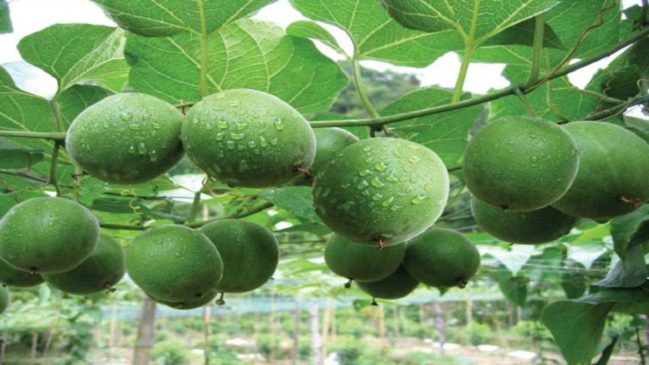 quả la hán có tác dụng gì