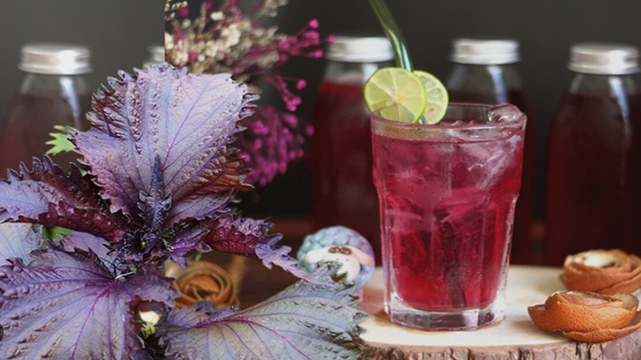 uống nước lá tía tô hằng ngày