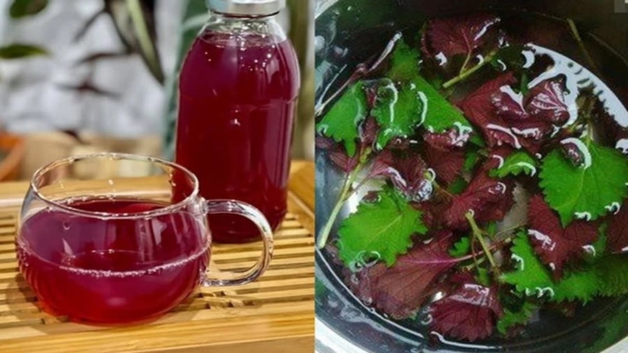 uống nước lá tía tô hằng ngày