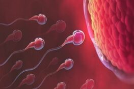 Bao Lâu Tinh Trùng Mới Đến Tử Cung? Tìm Hiểu Quá Trình Này