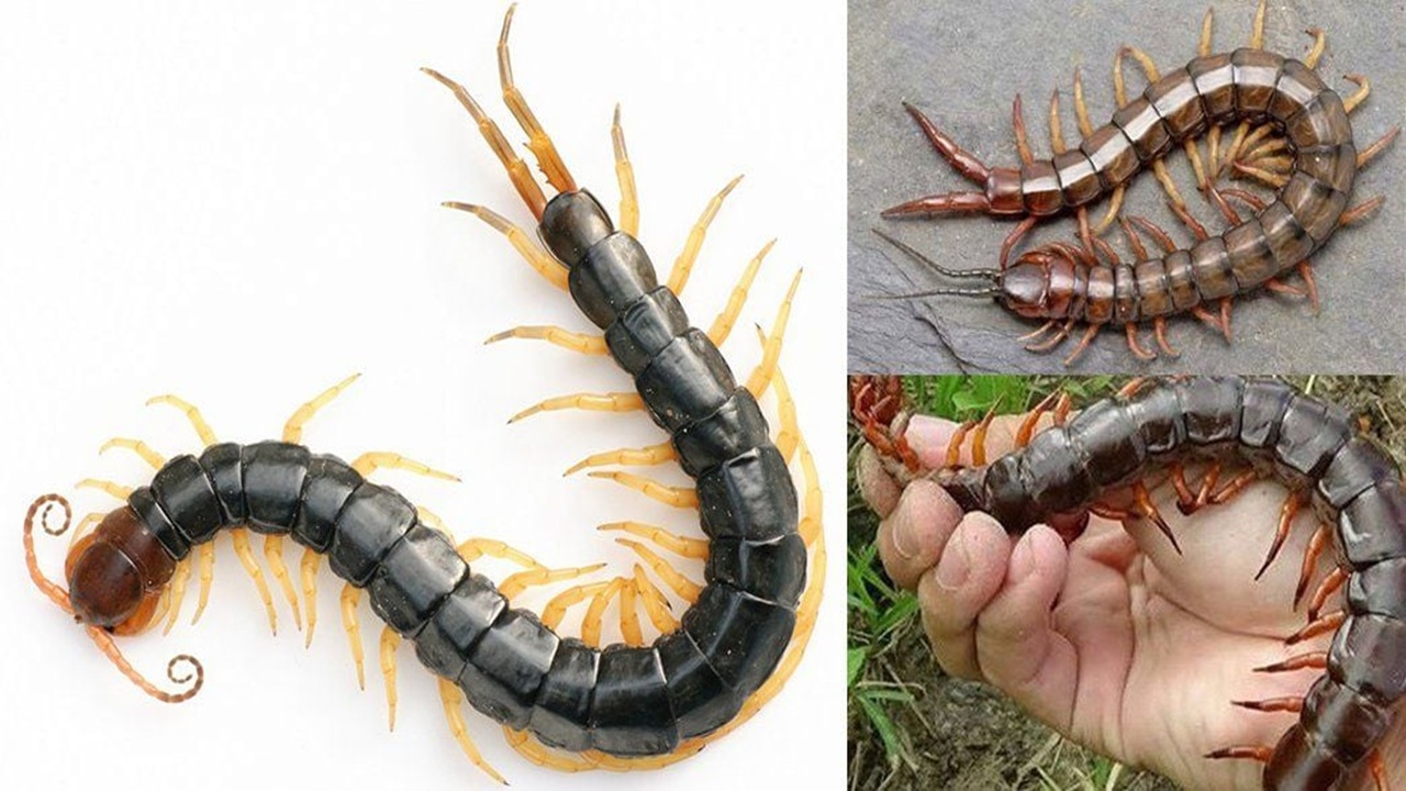 bị rết nhỏ cắn phải làm sao