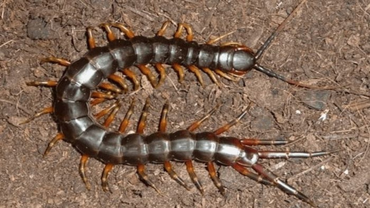 bị rết nhỏ cắn phải làm sao