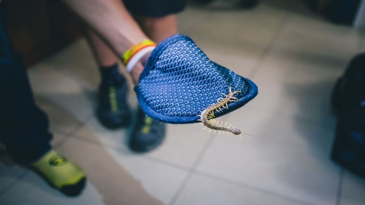 bị rết nhỏ cắn phải làm sao