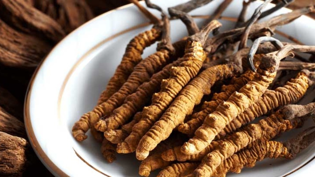 đông trùng hạ thảo