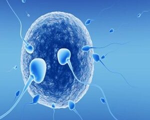 IVF là gì và tại sao nó lại là giải pháp tuyệt vời cho các cặp đôi vô sinh?