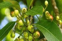 Lá Vối Có Tác Dụng Gì? Những Lợi Ích Chưa Được Biết Tới