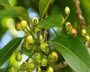 Lá Vối Có Tác Dụng Gì? Những Lợi Ích Chưa Được Biết Tới